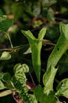 Hedge false bindweed